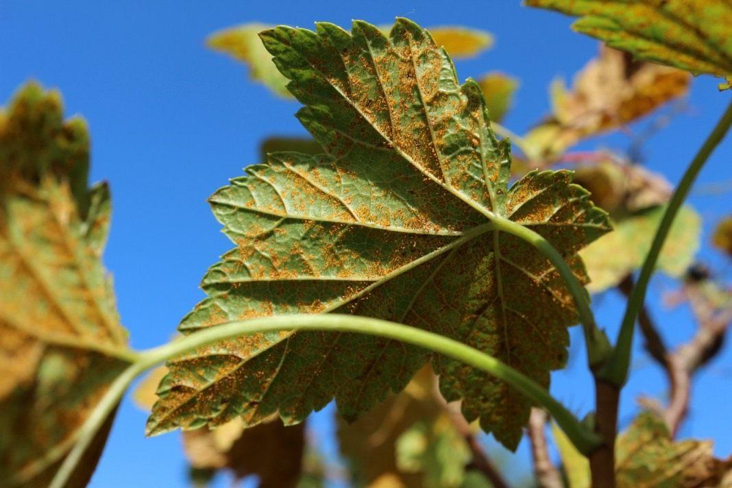 Rost auf Johannisbeeren