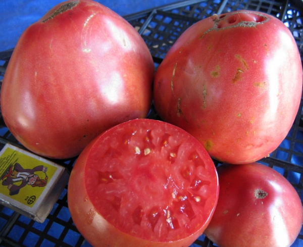 průřez rajčatovým pudovikem