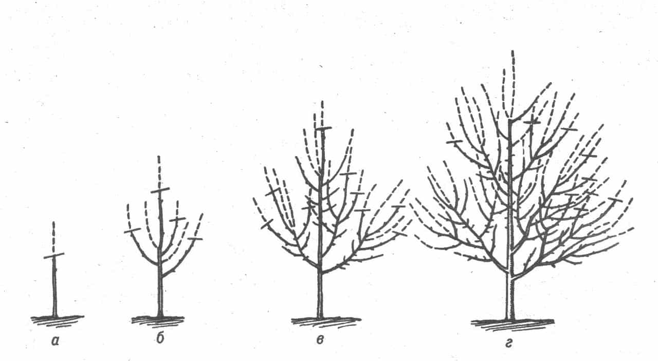 pear pruning