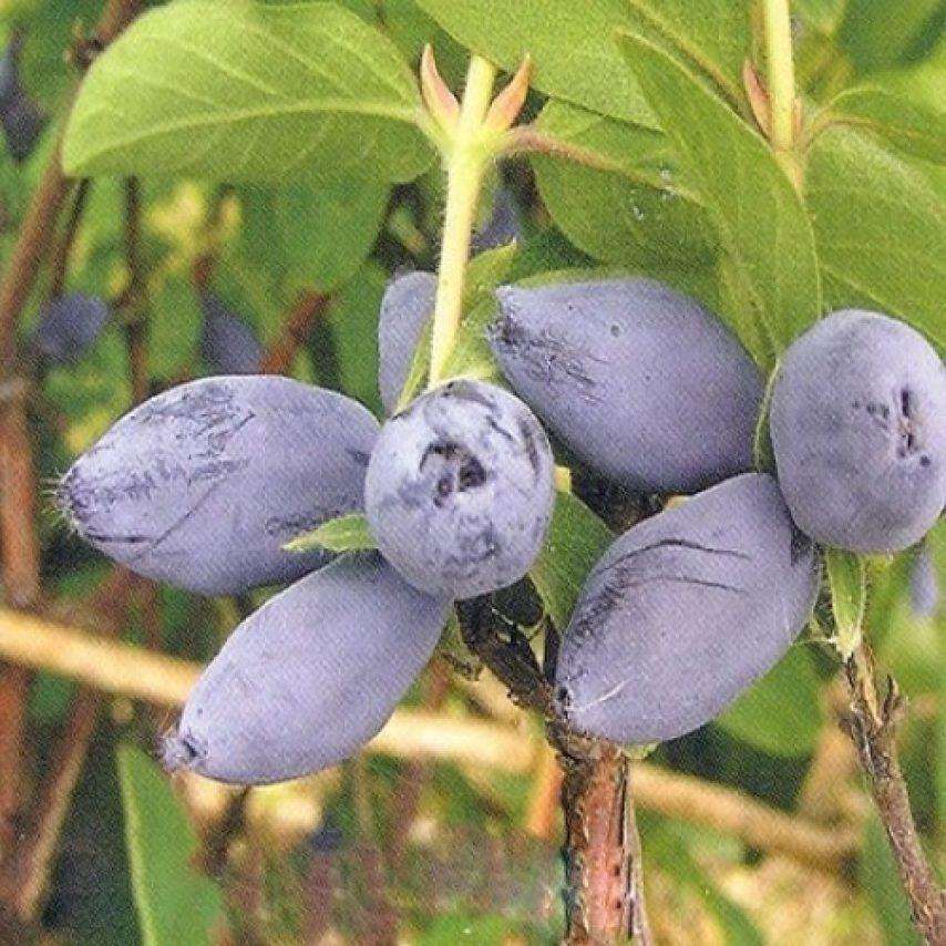 zimolez odrůda Pavlovskaya