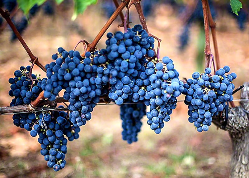 grožđe merlot