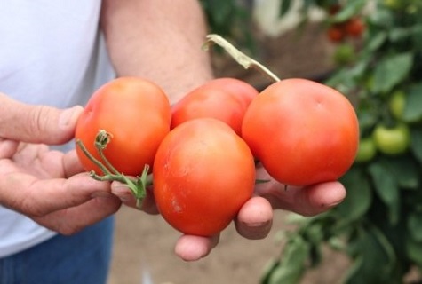 rajčatové ruce 