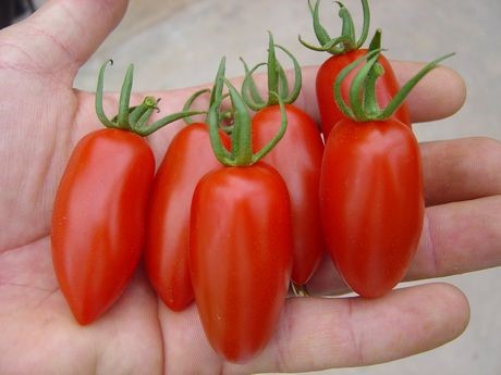 apparition de la roquette tomate