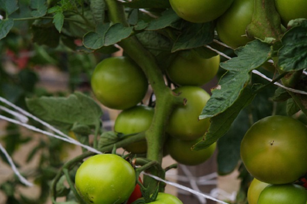 rapsódia de tomate 