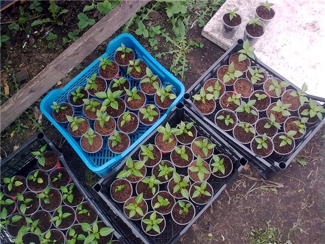 pepper seedlings bogatyr