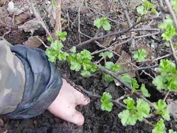 gooseberry propagation