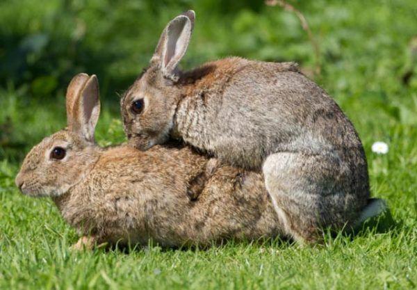 les lapins s'accouplent