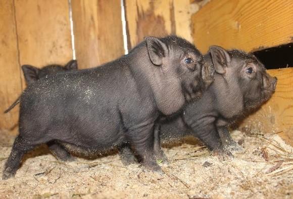 Mga baboy na Vietnamese