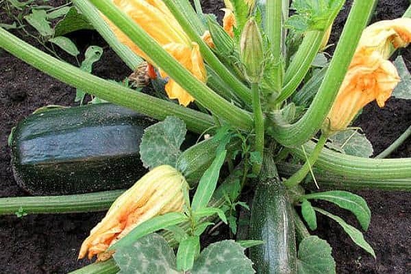 blühende Zucchini 