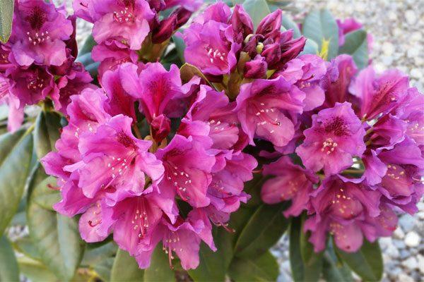 purple rhododendron 