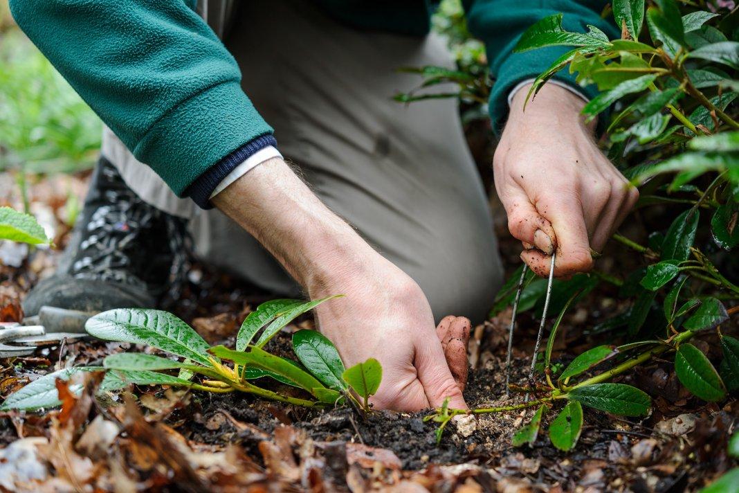 propagation des fleurs