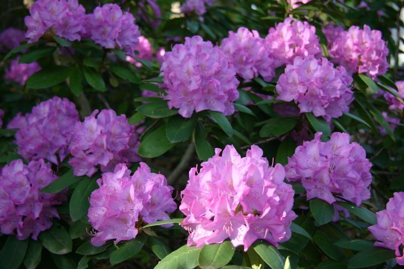 rhododendron bush 