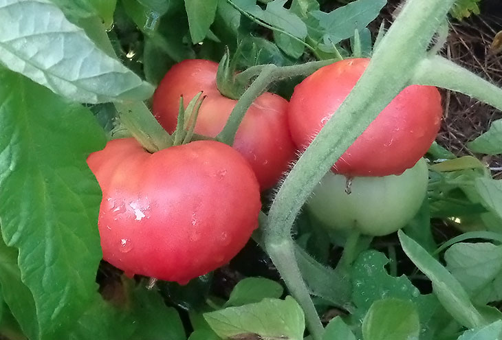 tomate gigante rosa