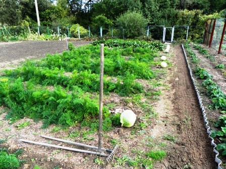 carrots are curling