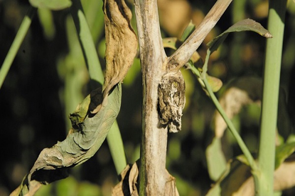 afectado por esclerotinia