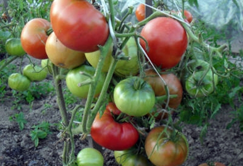 pipi merah jambu tomato di tanah terbuka