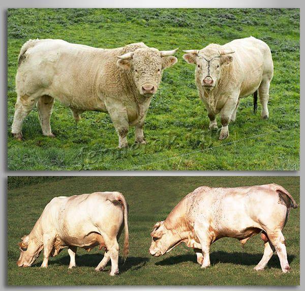 Charolais fajta