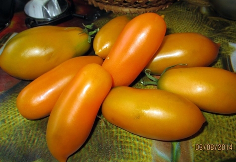 appearance of tomato Goldfish