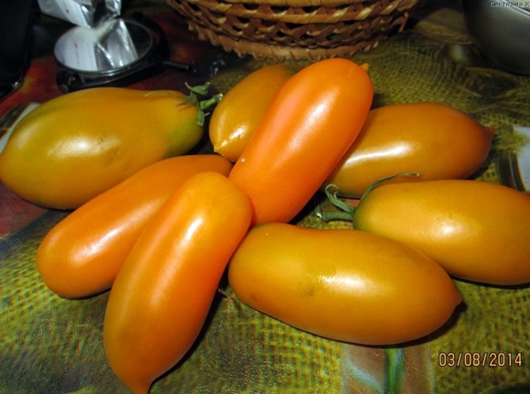 Tomaten-Goldfisch