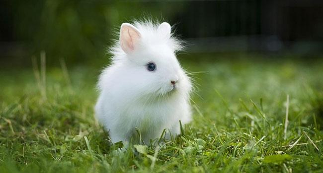 lion headed rabbit