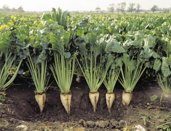 sugar beets sa bukas na lupa