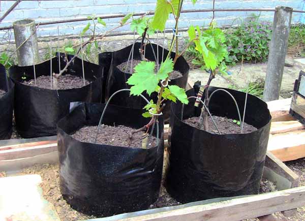 planting grapes 