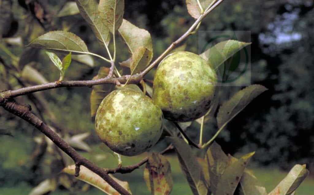 čađava gljiva