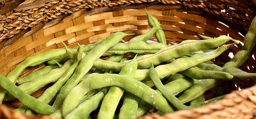 bean picking