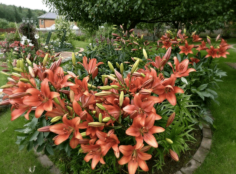 Muss ich Lilien für den Winter ausgraben?