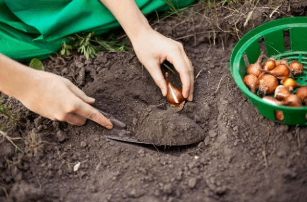 tulip propagation