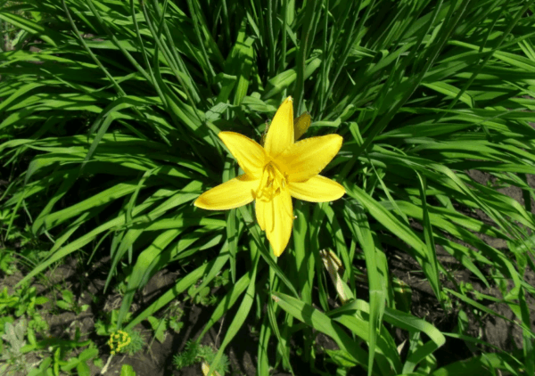 flor de hemerocallis 