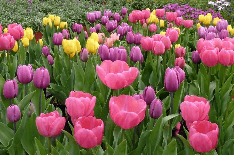 jak krásně zasadit tulipány Design