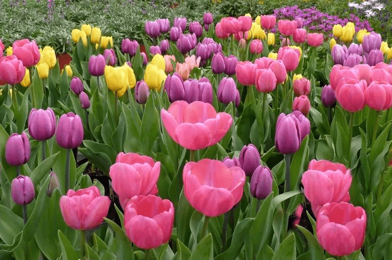 tulip rainfall