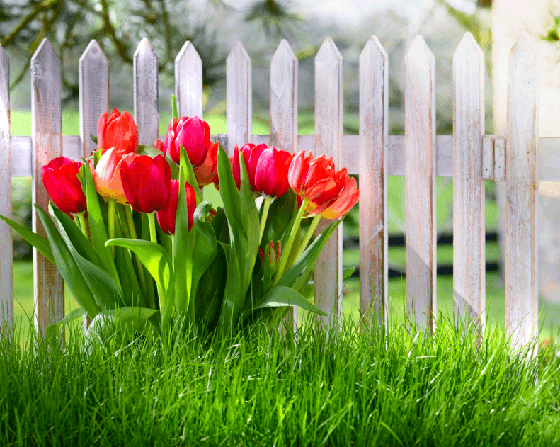 replanting tulips