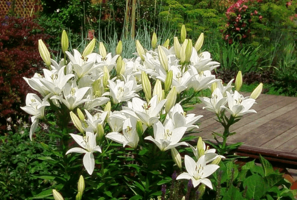 wachsende Lilien