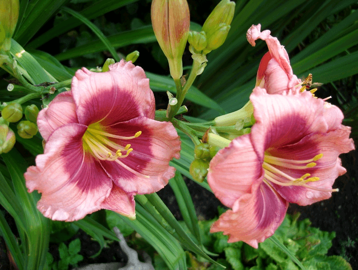 hemerocallis rosa 