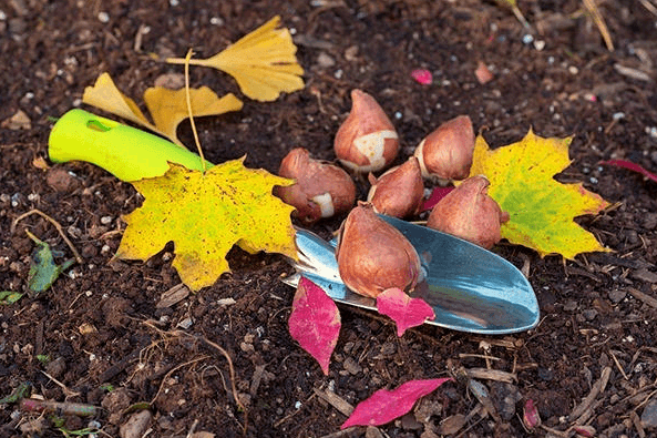 zpracování tulipánů