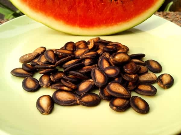 semena melounu