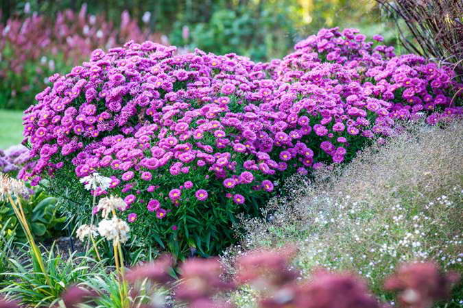 September in the garden 