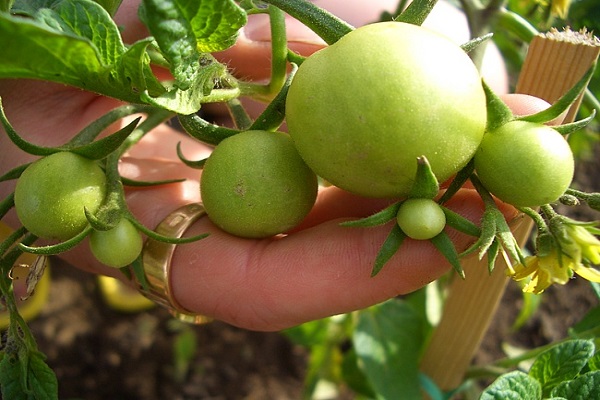 small tomatoes 