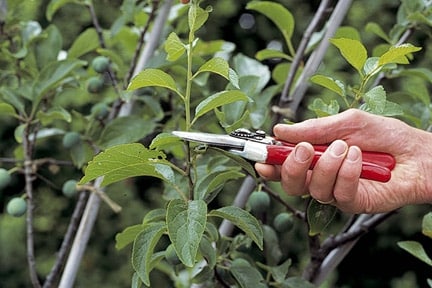 plum pruning