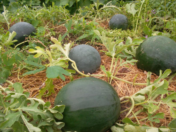 Wachsende Wassermelonen in einem Gewächshaus