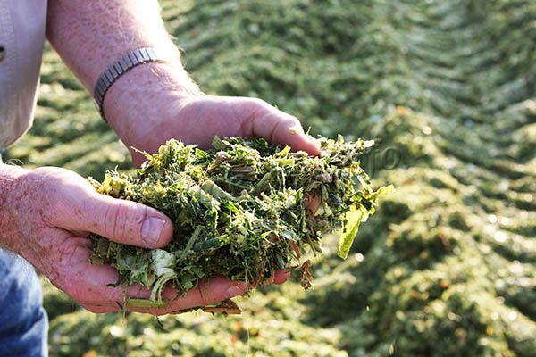 silage in hands