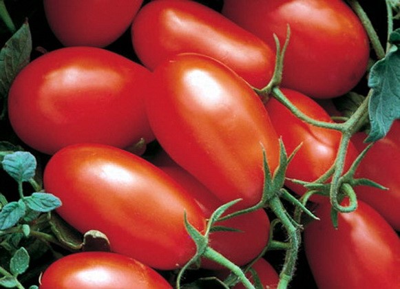 varieties of tomatoes