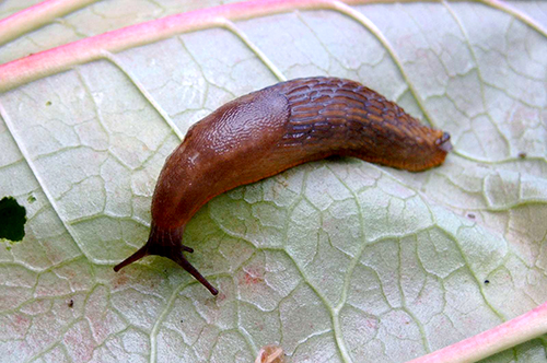 limace sur une feuille