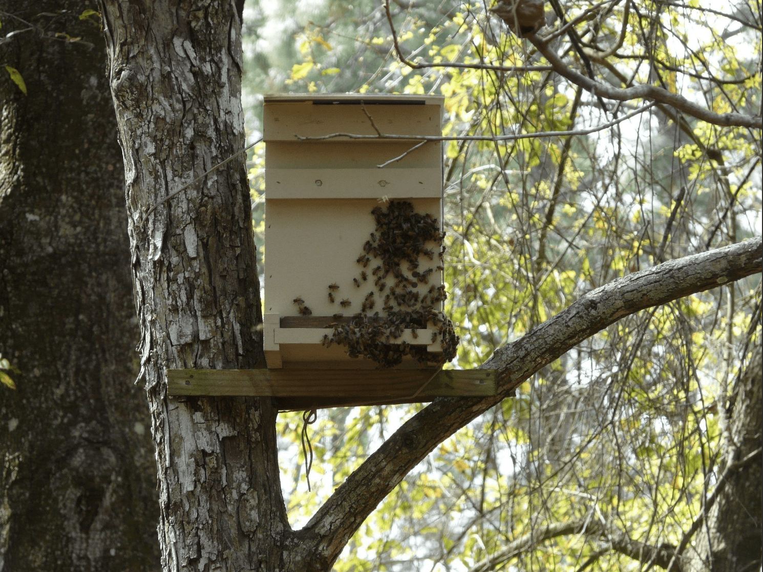 Past na včelí roj 