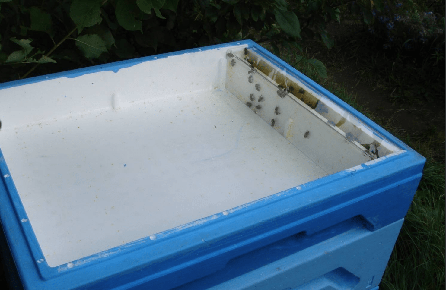 pěnové krmítko pro včely
