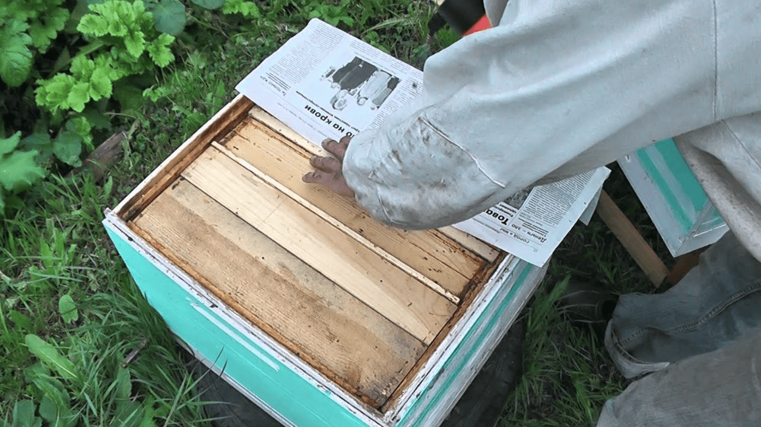 Mit einer Zeitung eine Bienenfamilie vereinen