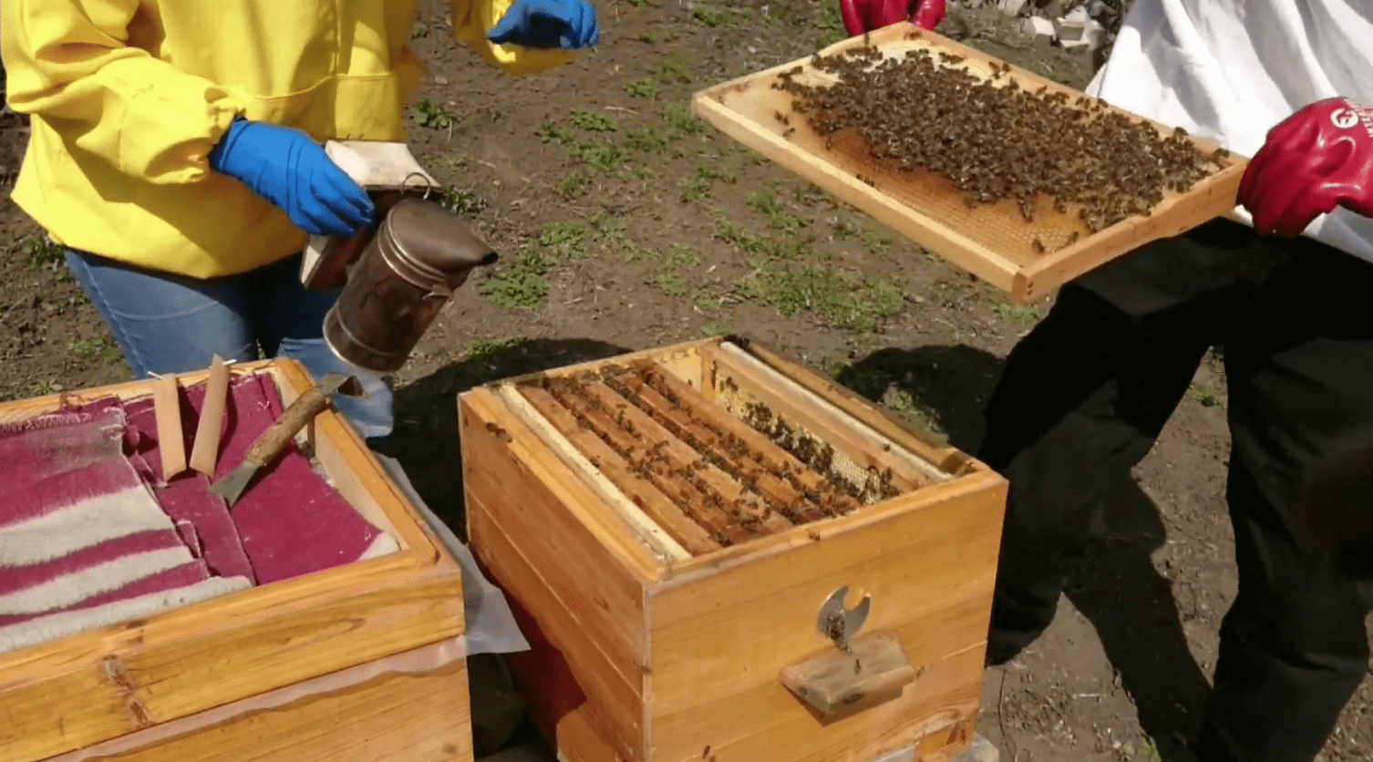 Jak sjednotit včelstva v létě