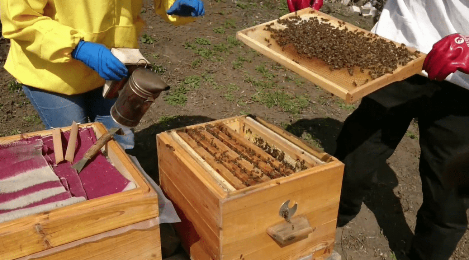 How to unite bee colonies in summer